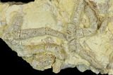 Rare, Ordovician Starfish (Urasterella) Fossils - Oklahoma #145040-1